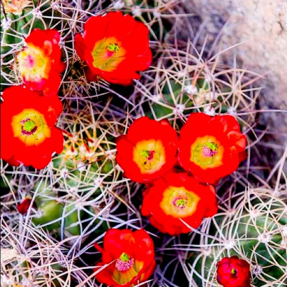 The amazing world of cactuses!